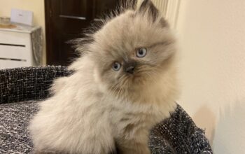 قطط هيمالايا للبيع himalaya kittens